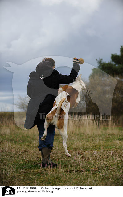 spielender American Bulldog / playing American Bulldog / YJ-01664
