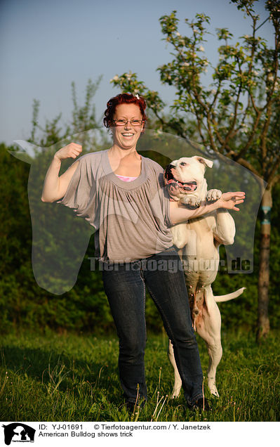 American Bulldog zeigt Trick / American Bulldog shows trick / YJ-01691