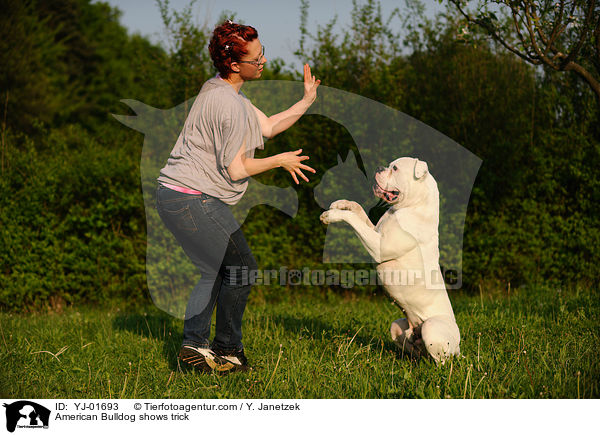 American Bulldog zeigt Trick / American Bulldog shows trick / YJ-01693