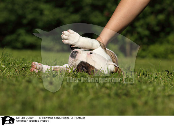 American Bulldog Welpe / American Bulldog Puppy / JH-09504