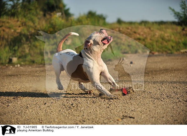 spielender American Bulldog / playing American Bulldog / YJ-01965