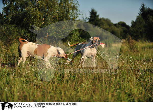 playing American Bulldogs / YJ-01978