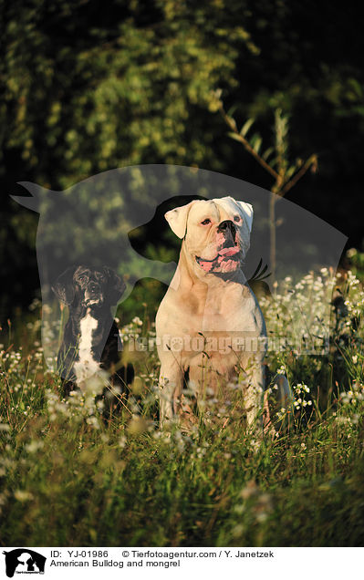 American Bulldog and mongrel / YJ-01986