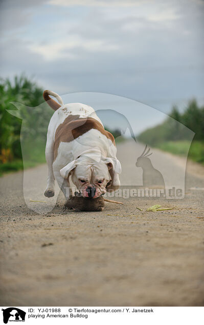 spielender American Bulldog / playing American Bulldog / YJ-01988