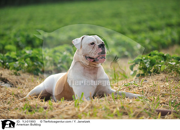 American Bulldog / YJ-01993