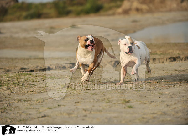 running American Bulldogs / YJ-02004
