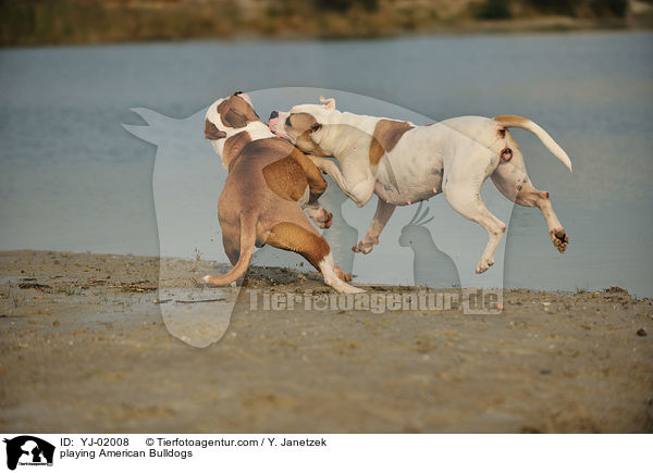 spielende American Bulldogs / playing American Bulldogs / YJ-02008