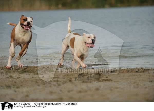 running American Bulldogs / YJ-02009