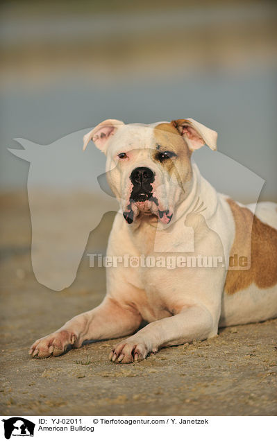 American Bulldog / YJ-02011