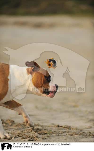American Bulldog / YJ-02018