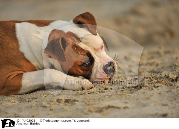American Bulldog / YJ-02023