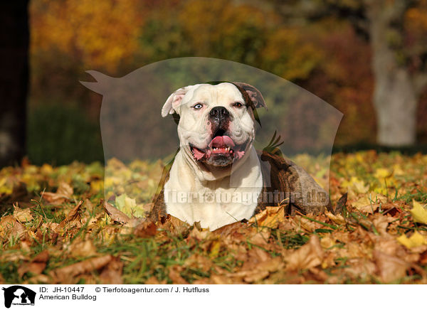 American Bulldog / JH-10447