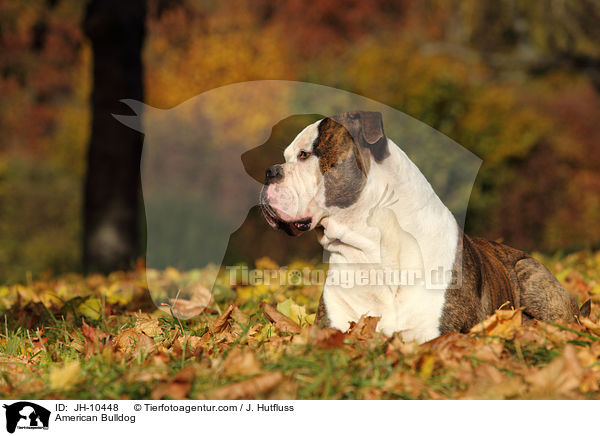 American Bulldog / JH-10448