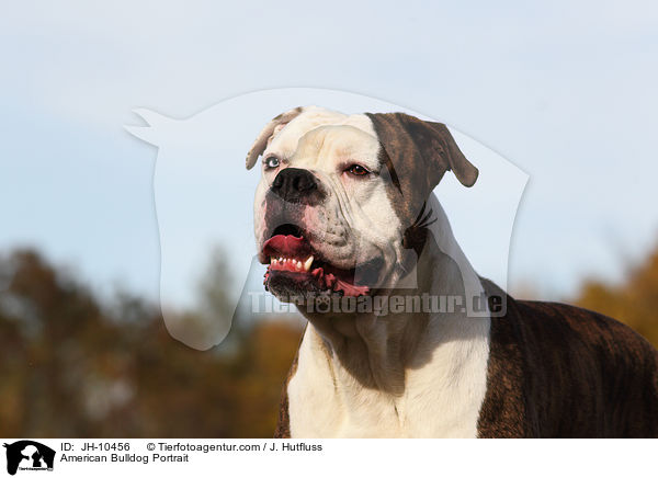 American Bulldog Portrait / American Bulldog Portrait / JH-10456