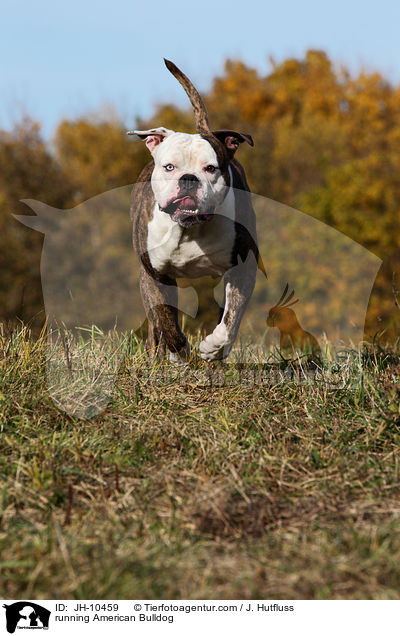 running American Bulldog / JH-10459