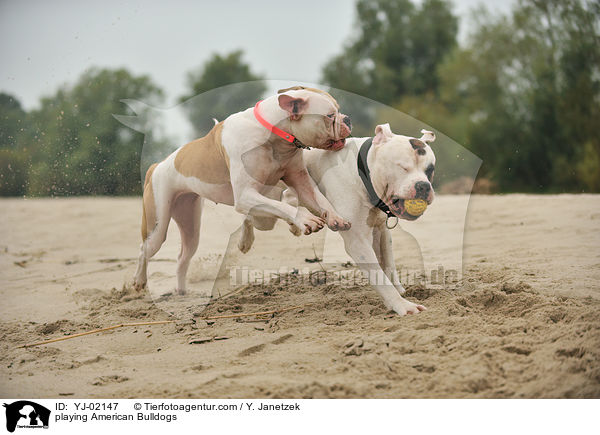 playing American Bulldogs / YJ-02147