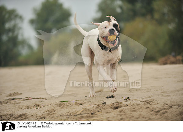 playing American Bulldog / YJ-02149