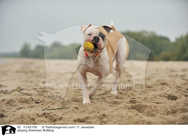 playing American Bulldog / YJ-02150