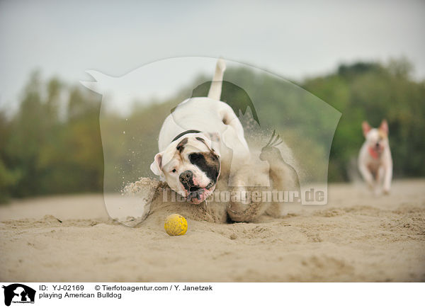 spielender American Bulldog / playing American Bulldog / YJ-02169