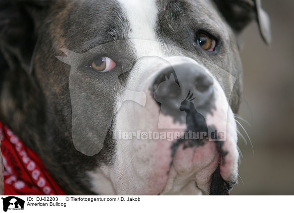 American Bulldog / DJ-02203