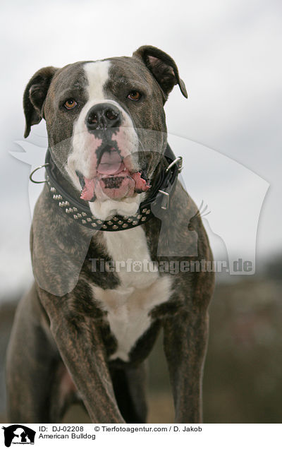 American Bulldog / DJ-02208