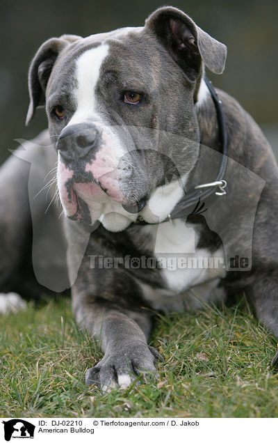 American Bulldog / DJ-02210