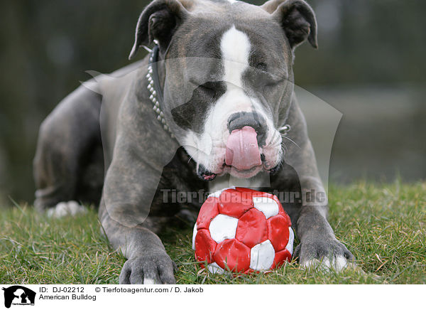 American Bulldog / DJ-02212