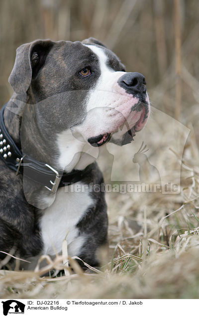 American Bulldog / DJ-02216
