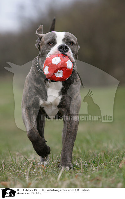 American Bulldog / DJ-02219