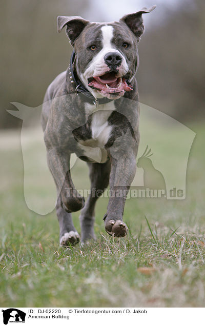 American Bulldog / DJ-02220