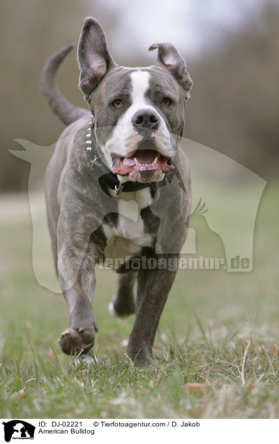 American Bulldog / DJ-02221