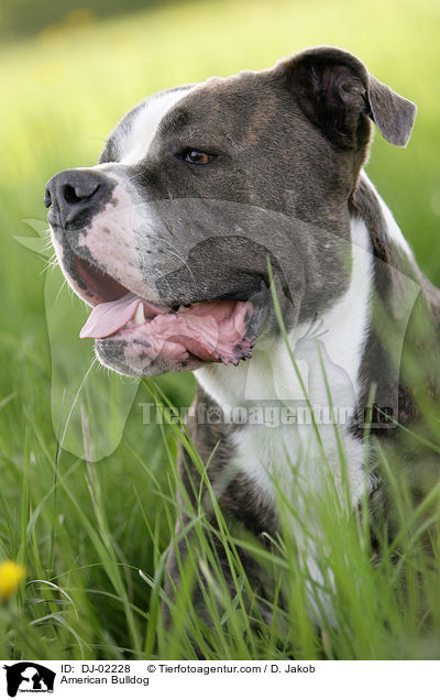 American Bulldog / DJ-02228
