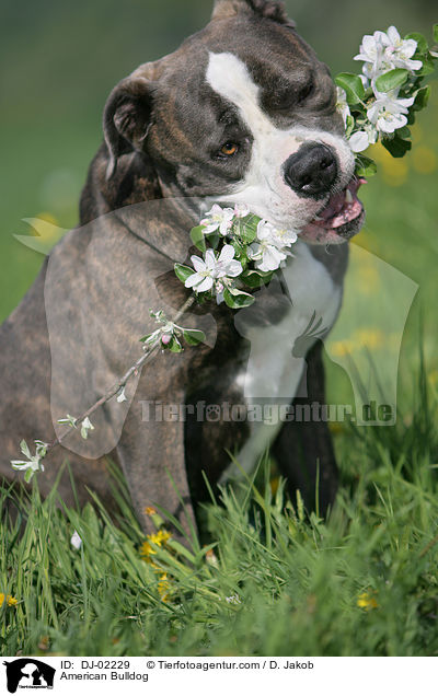 American Bulldog / DJ-02229