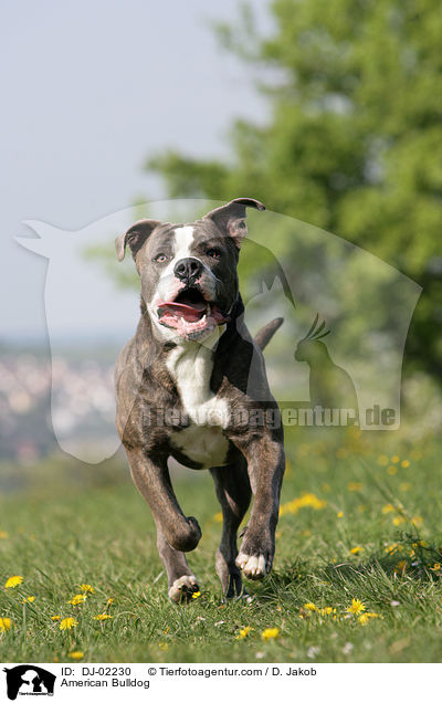 American Bulldog / DJ-02230