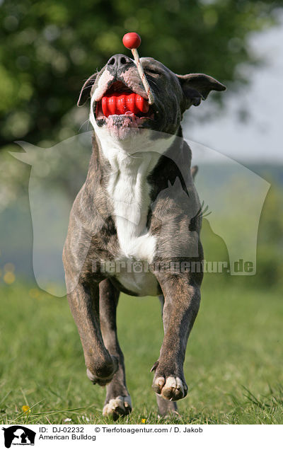 American Bulldog / DJ-02232