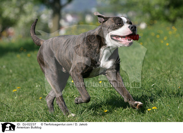 American Bulldog / DJ-02237