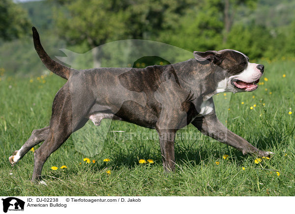 American Bulldog / DJ-02238