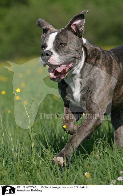 American Bulldog / DJ-02241