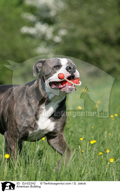 American Bulldog / DJ-02242