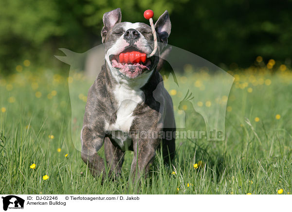 American Bulldog / DJ-02246
