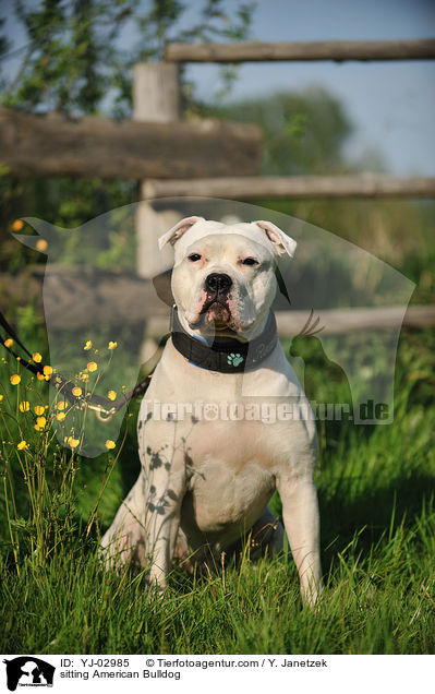 sitting American Bulldog / YJ-02985