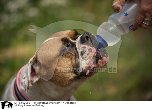 drinking American Bulldog / YJ-02993