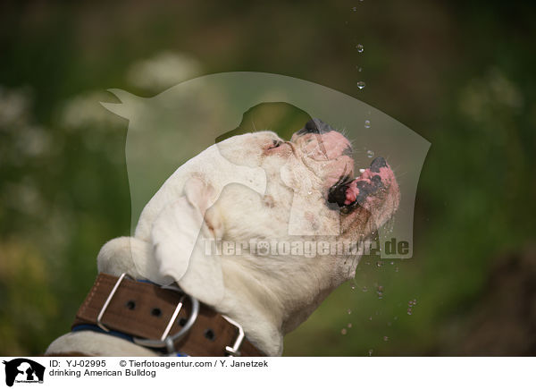 drinking American Bulldog / YJ-02995
