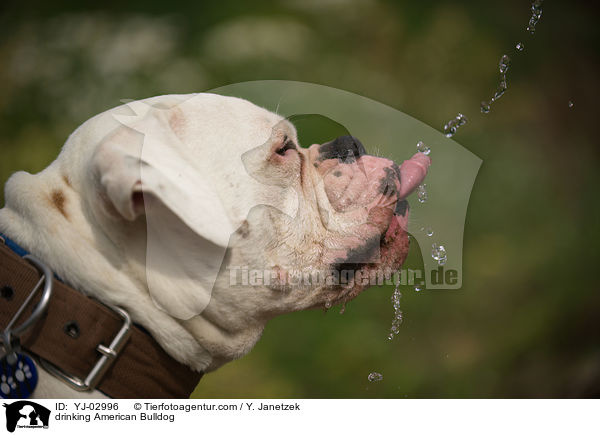 drinking American Bulldog / YJ-02996
