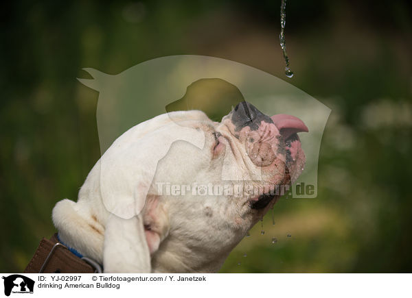 drinking American Bulldog / YJ-02997