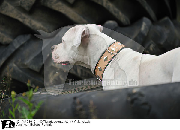 American Bulldog Portrait / YJ-03012
