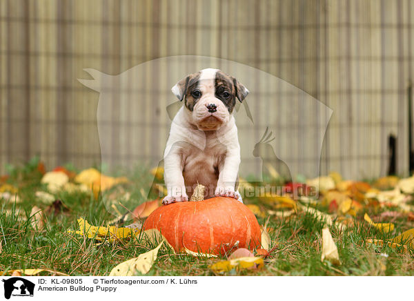American Bulldog Welpe / American Bulldog Puppy / KL-09805