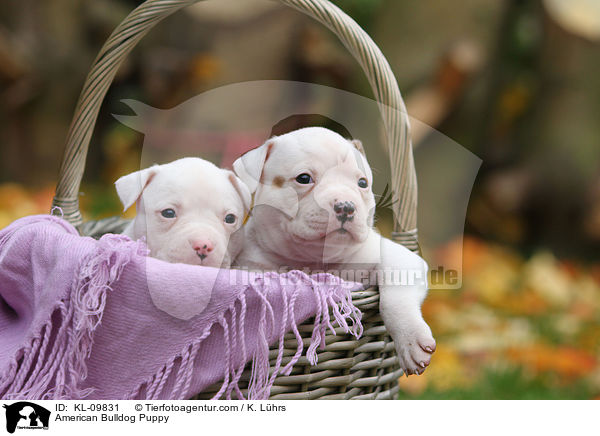 American Bulldog Puppy / KL-09831