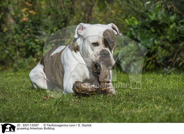 gnawing American Bulldog / SST-13097