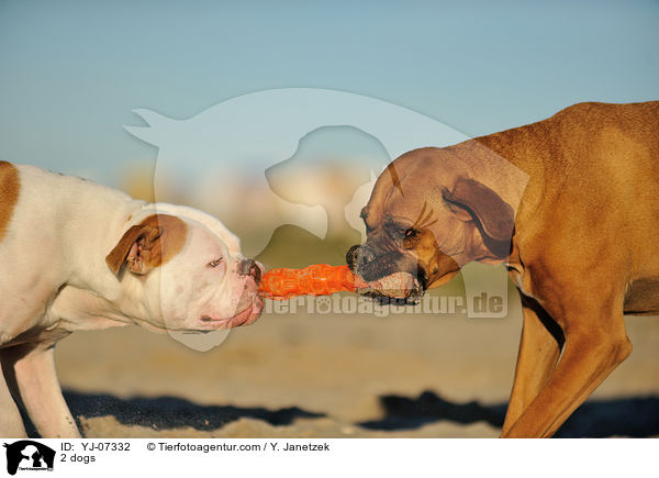 2 dogs / YJ-07332